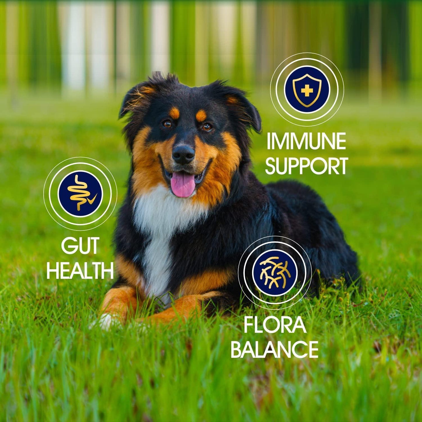Probiotics for Dogs Support Good Health Itchy Skin Allergies Immunity Yeast Balance Reduce Diarrhea Gas 6 oz